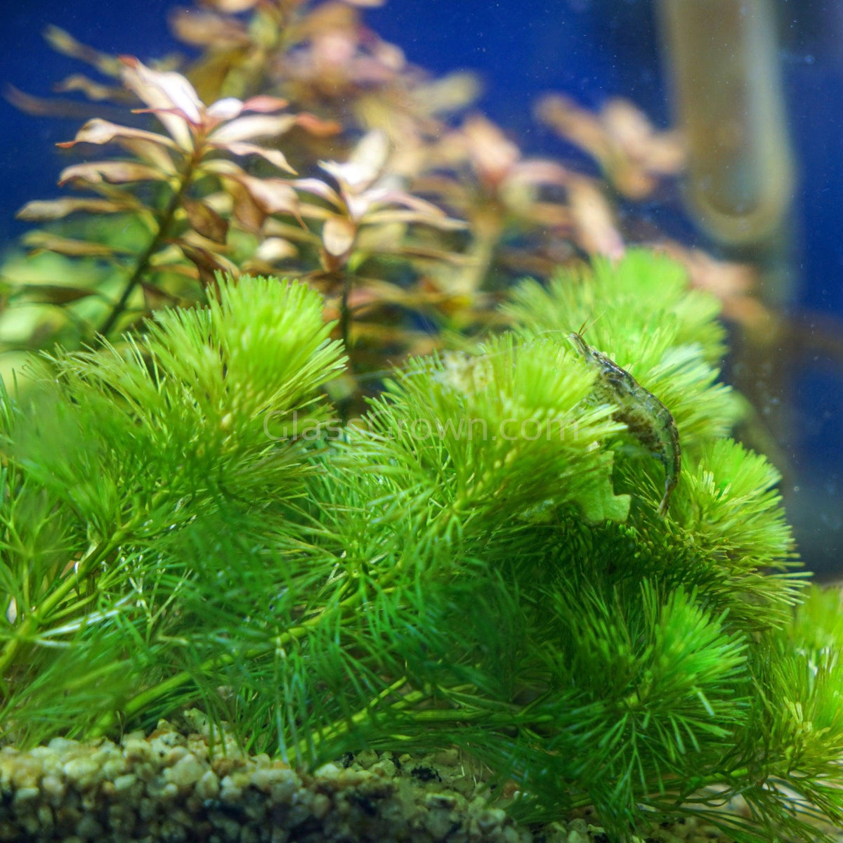Bunch Hornwort (Ceratophyllum Demersum)