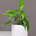 Pothos Baltic Blue Rooted Starter Plant – Epipremnum pinnatum Indoor Houseplant with Blue-Green Foliage