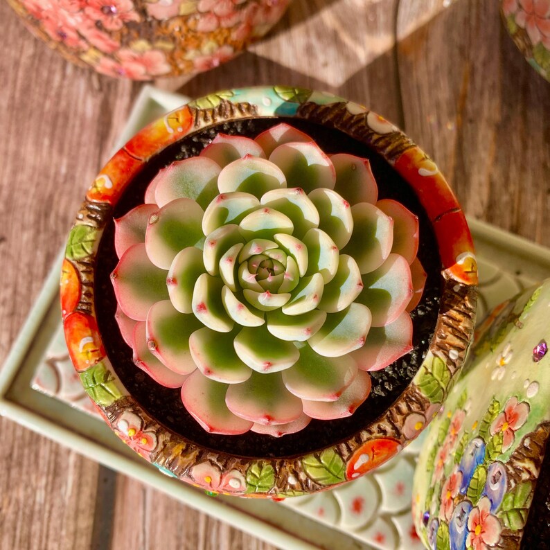Rare Geometric Rosette Succulent - Echeveria 'Minima' Variegata - Drought-tolerant Plant Popular for Beginners and Collectors