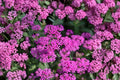 Catchfly Seeds, Silene armeria, Pink Wildflower, Annual Flower for Borders & Wild Gardens