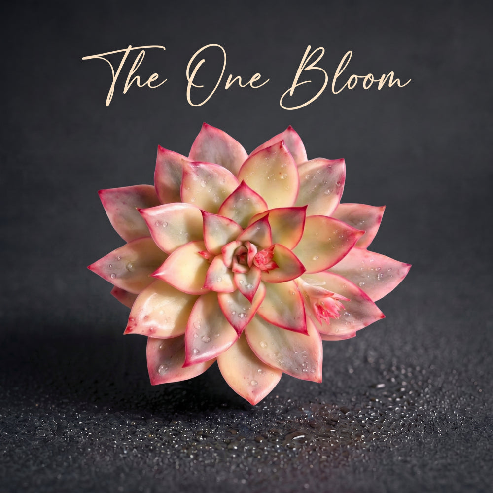Echeveria 'Moon Goddess' Variegata - Suitable for Indoor or Outdoor Growing