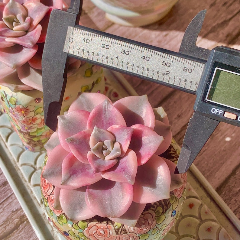 Popular Succulent - Graptoveria 'Debbie' Variegated - As a Beginner-friendly Drought-tolerant Plant