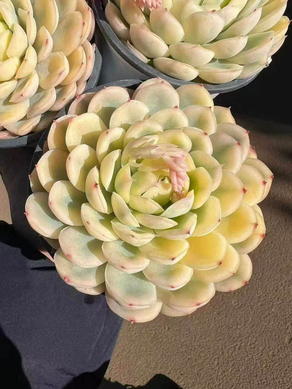[Mother's Day Gift] Rare Delicate Jelly-like Succulent - Echeveria 'Strawberry Ice' Variegata - Drought-tolerant Hybrid Plant Pot