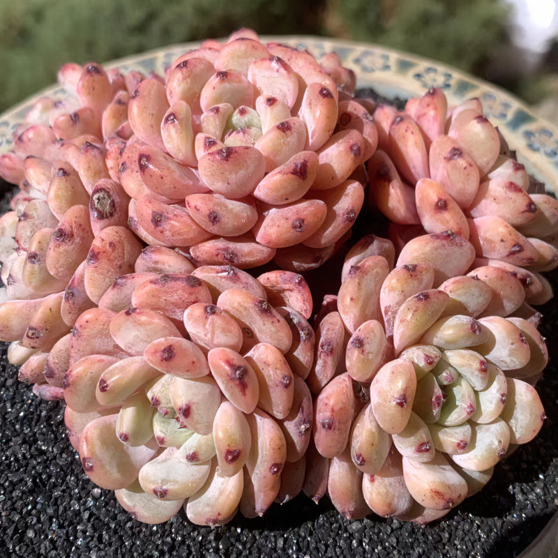 Exact Plant - Echeveria 'Viyant' Rare Succulent 1 of 1 - WYSIWYG Live Plant Approx. 5" in Diameter