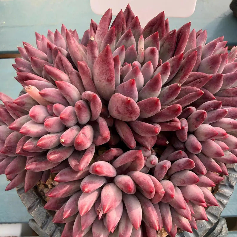 4-Year-Old Rare Echeveria 'Pink Cherry' Succulent 4.5-inch Mature Plant No. LSY098-0027