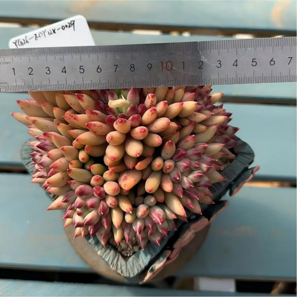EDY128-0029 Echeveria ’Pink Cherry' Gen 2 - Rare Large 5"-5.5" Live Succulent