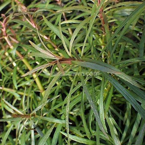 Bunch Pogostemon Stellatus 'Octopus'
