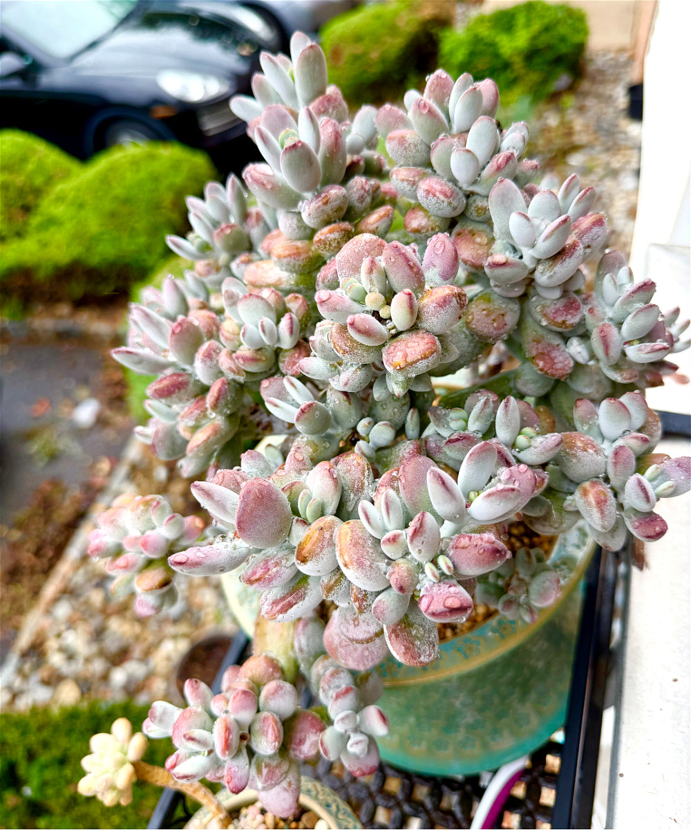 Cotyledon Orbiculata - 11" Rare Boutique Succulent - Exact Plant Shown 1 of 1 - WYSIWYG Live Plant