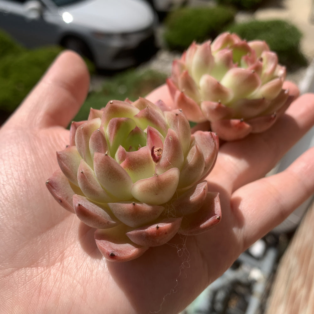 Echeveria 'Dreamlike Nebula' - Single Diameter Approx. 2"-2.5"