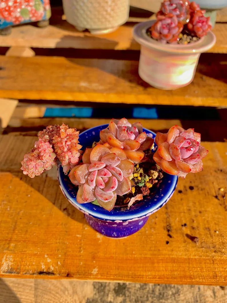 2512-038 Boutique Rare Succulents/Echeveria Orange Monroe/What You See is What You Get /Bare Root Without Soil Pot/Plants Gifts
