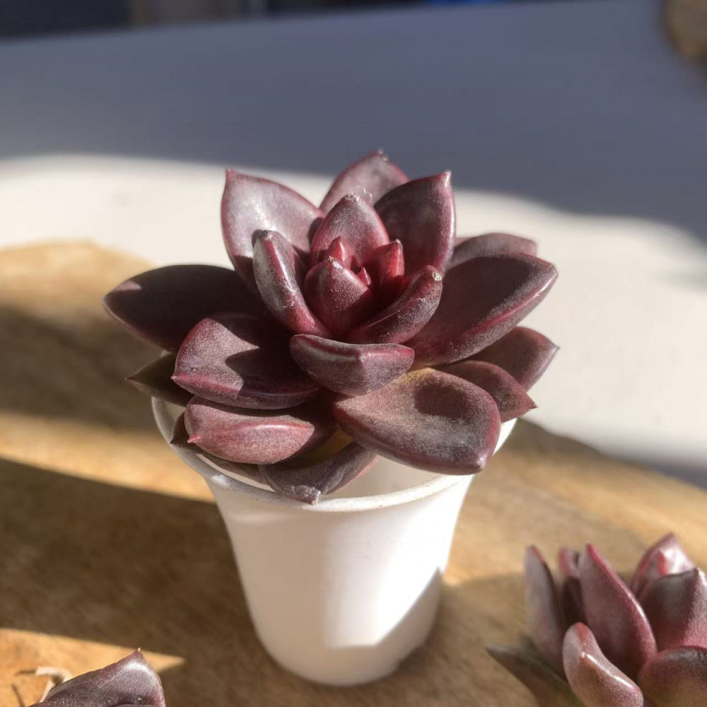 Echeveria 'Night Phantom' 1.5” Rare Succulent - Live Plant Indoor Office Party Gift