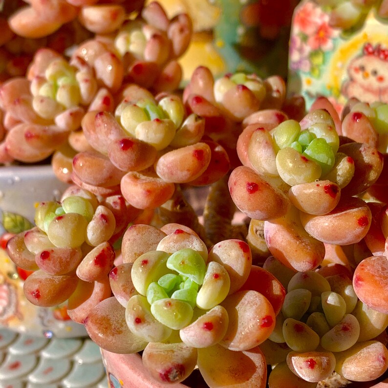 Sedum 'Clavatum' Multi-headed Clump-forming Succulents Approx. 3–3.5 inches Across