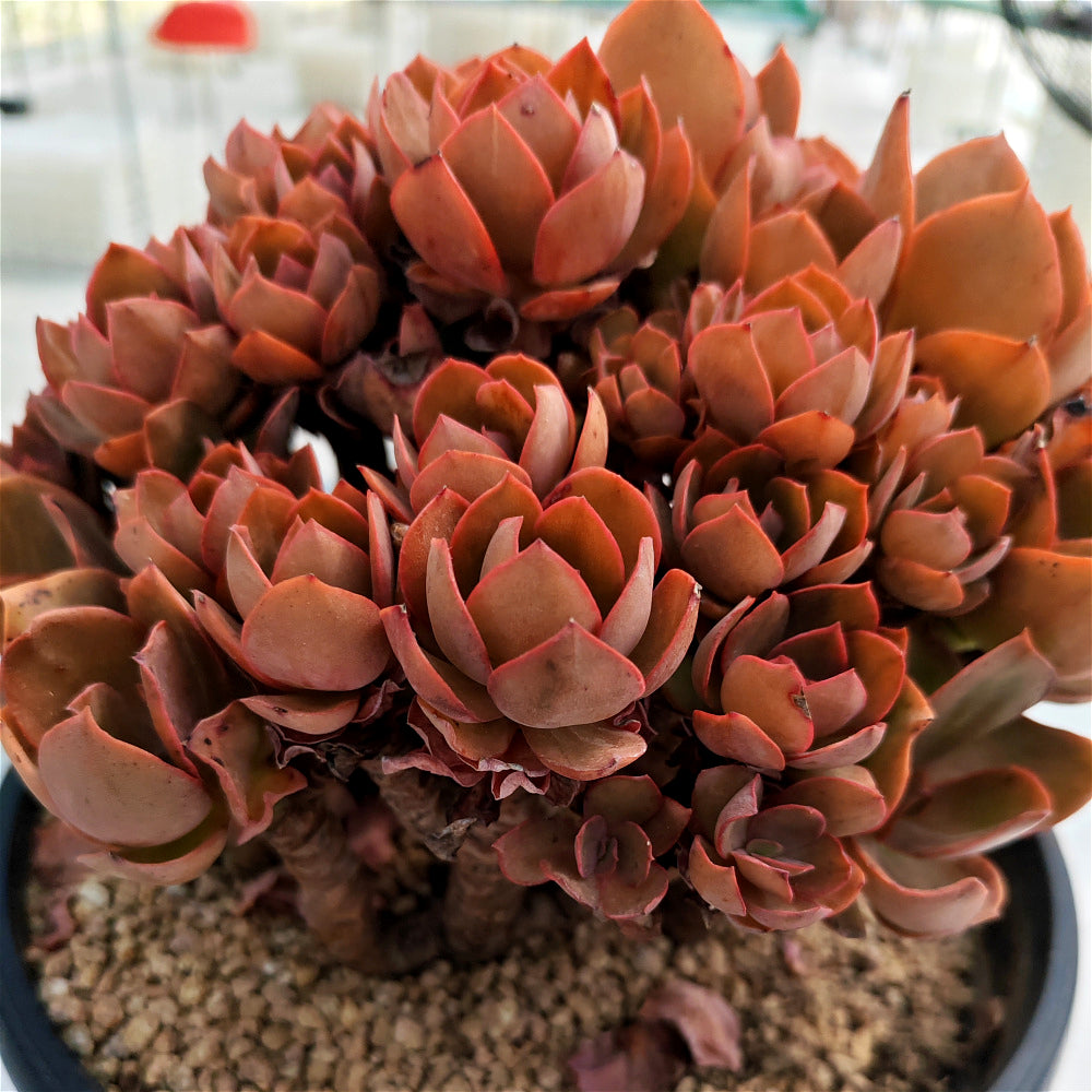 Echeveria 'Suyon' - Super 10"-11" in Diameter