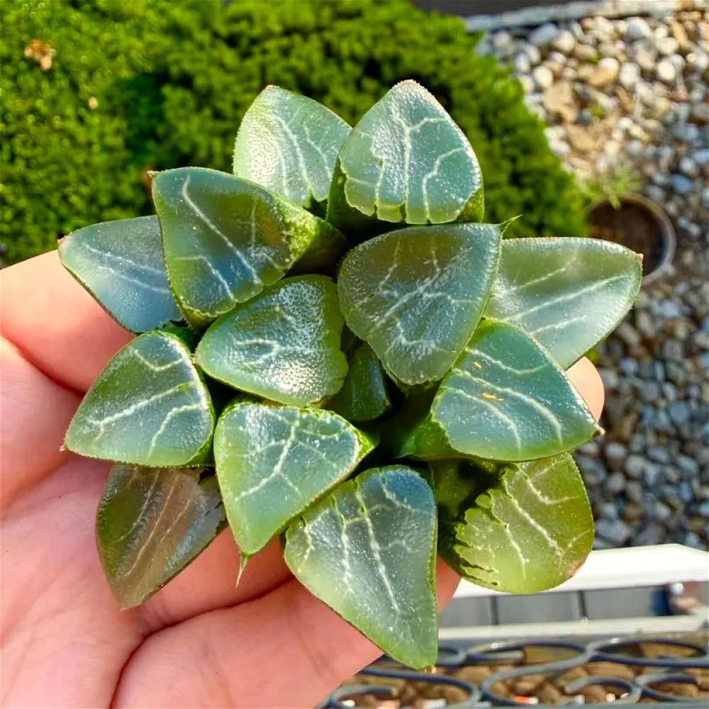 Rare Succulent - Haworthia Emelyae - Easy Maintenance Live Plant for Gifts