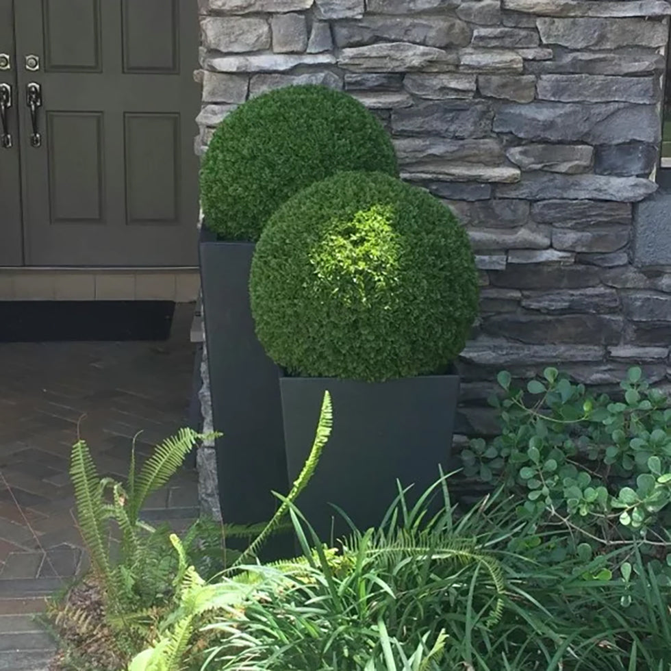 19" XL Cypress Topiary Ball