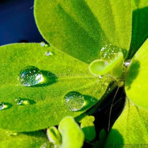 Dwarf Water Lettuce 4 oz portion