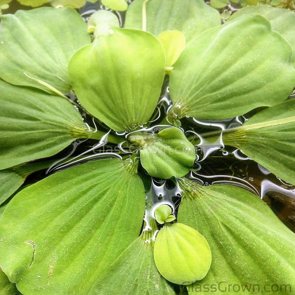 Dwarf Water Lettuce 4 oz portion