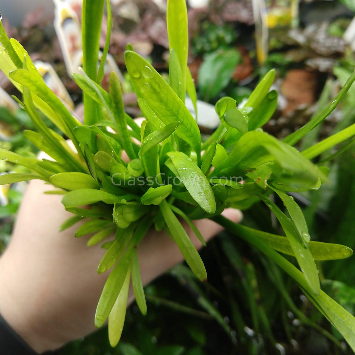 Narrowleaf Sagittaria Subulata