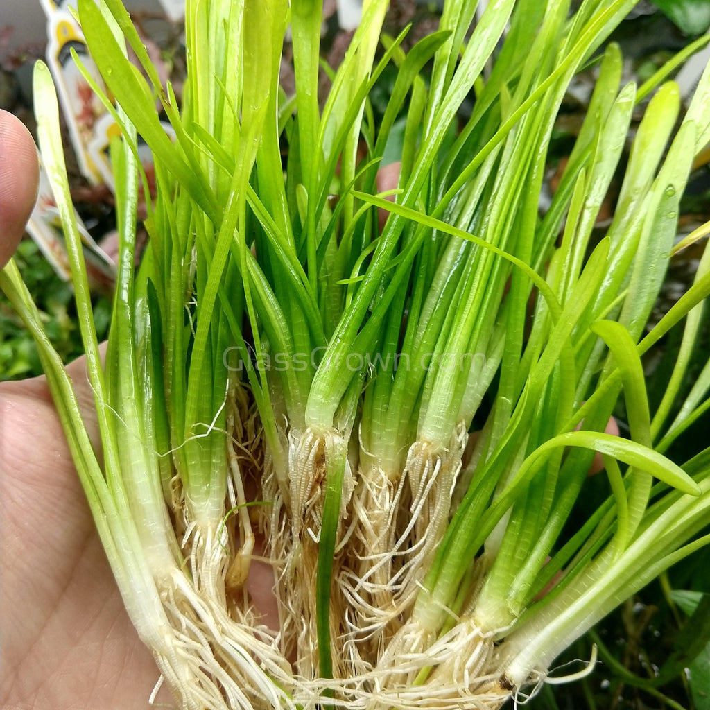 Narrowleaf Sagittaria Subulata