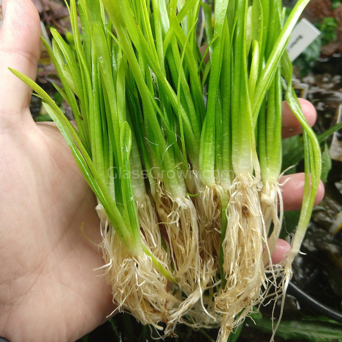 Narrowleaf Sagittaria Subulata