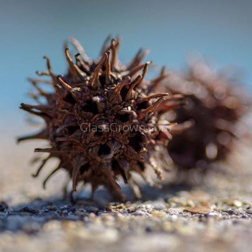 Sweet Gum Pods 3 Pack