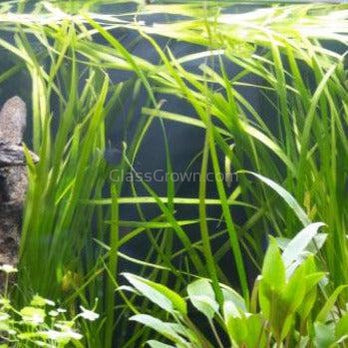 True Sagittaria Subulata 3x Plants