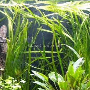 True Sagittaria Subulata