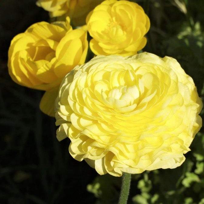 Ranunculus - Tecolote Yellow