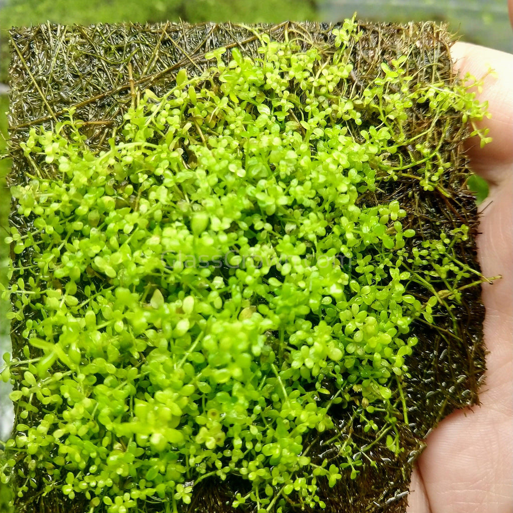 Dwarf Baby Tears (Hemianthus Callitrichoides)