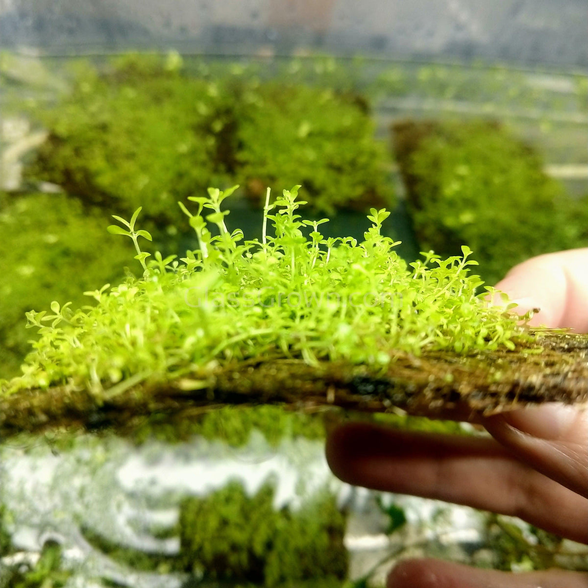 Dwarf Baby Tears (Hemianthus Callitrichoides)