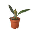 Philodendron 'Black Cardinal' - 4" Pot