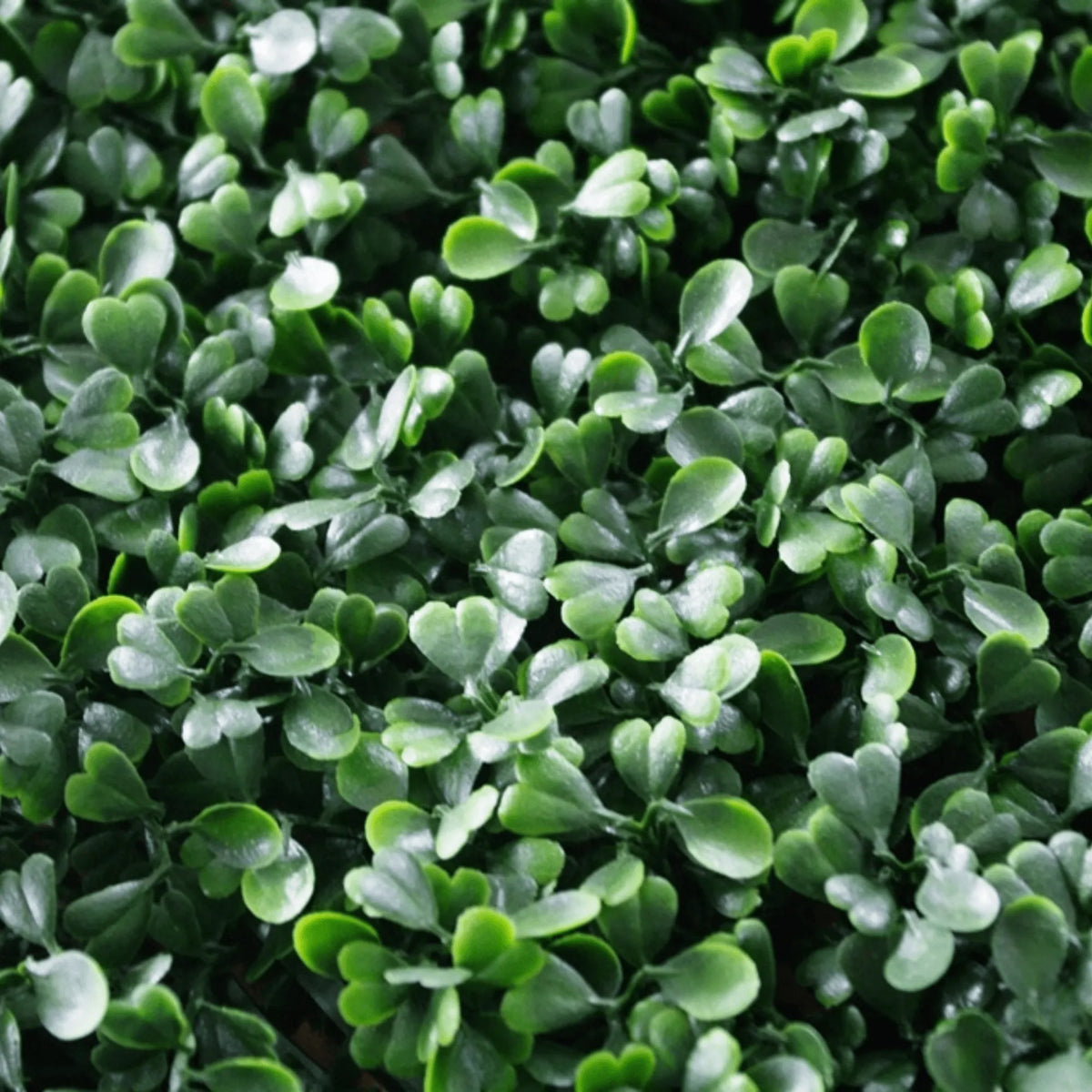 Sample Panel – Dark Boxwood Green Wall (Small Sample)