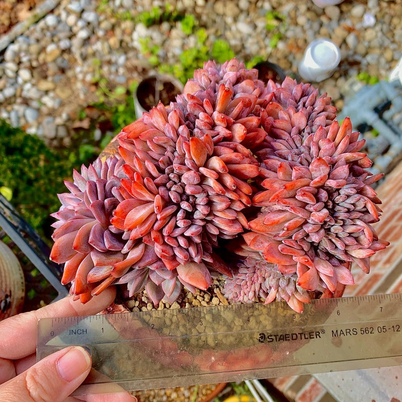 Boutique Rare Succulents/Echeveria Orange Monroe Crested /What You See is What You Get /Bare Root Without Soil Pot/Plants Gifts