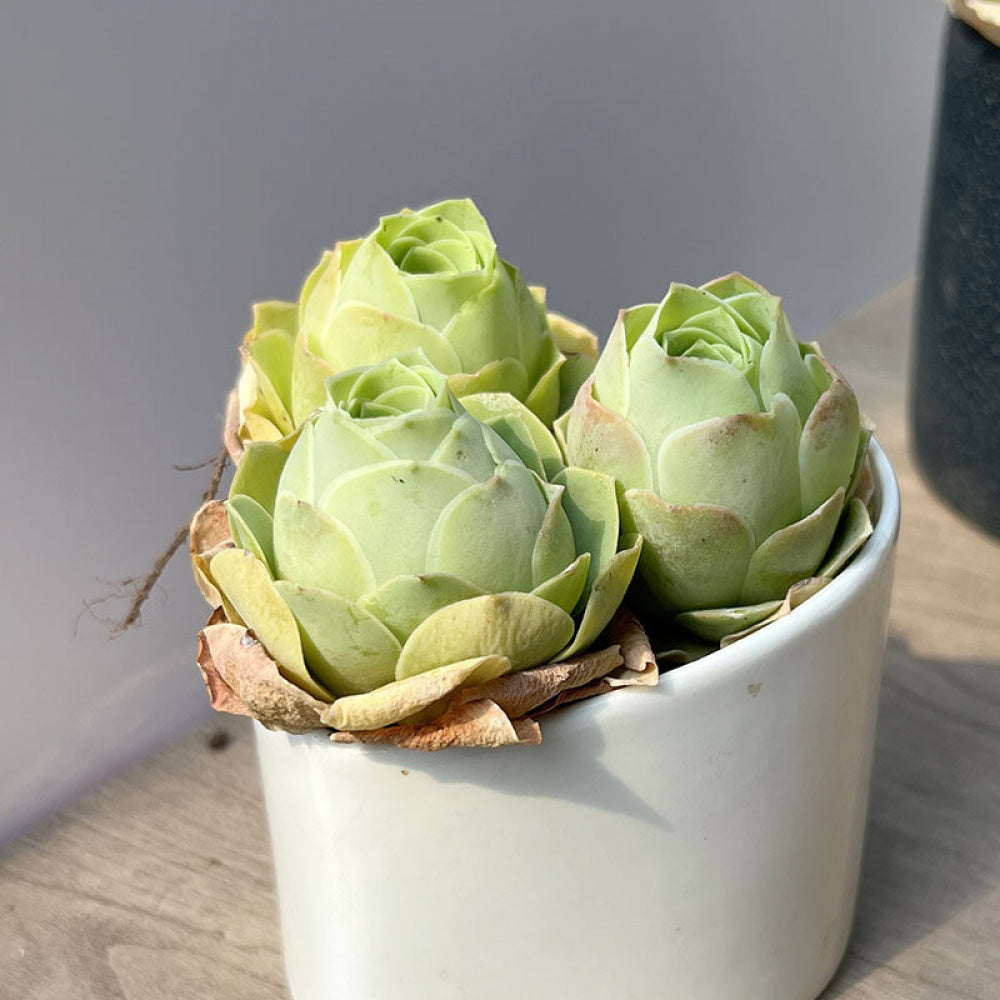 6 pcs Aeonium 'Aureum' - Captivating Everlasting Live Rose - Small and Exquisite Succulent Plant