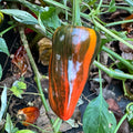 Bryans Blood Rainbow - Seeds