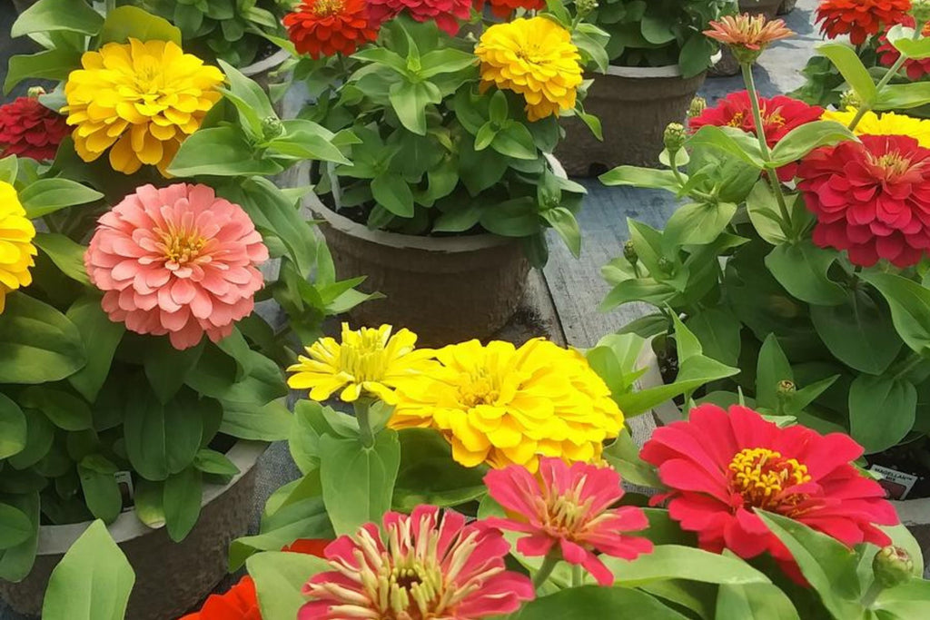Magellan Mix Zinnia Seeds, 100+ Dwarf Flower Seeds, Colorful Blooms, Compact Plants, Full Sun, Container & Border Gardening