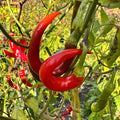 Cayenne Ring of Fire - Seeds