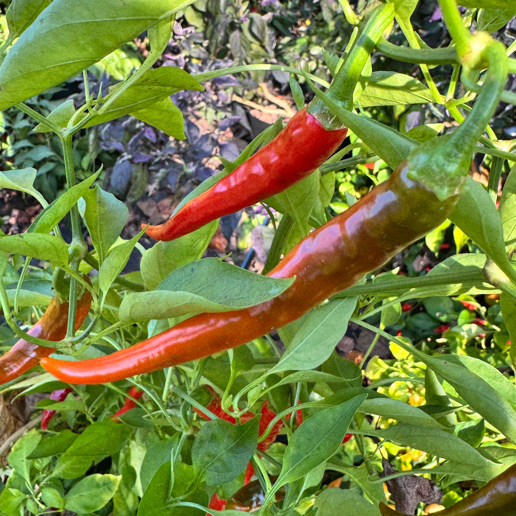Cayenne Ring of Fire - Seeds