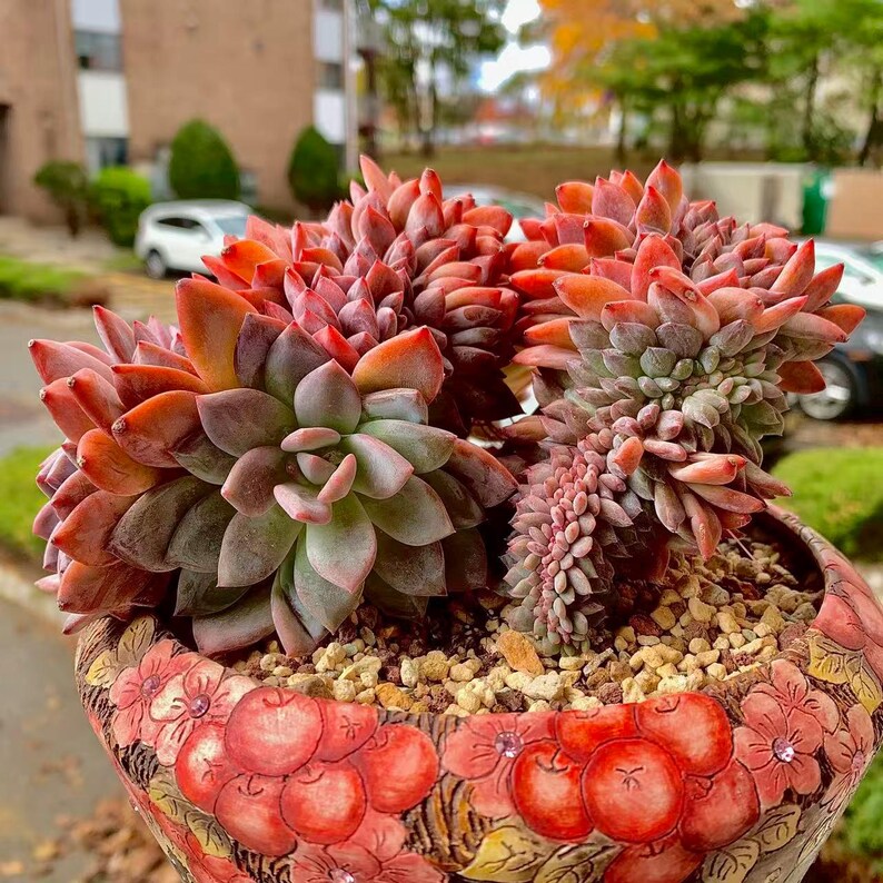 Boutique Rare Succulents/Echeveria Orange Monroe Crested /What You See is What You Get /Bare Root Without Soil Pot/Plants Gifts