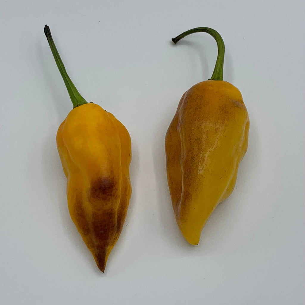 Pimenta Black Bhut - Seeds