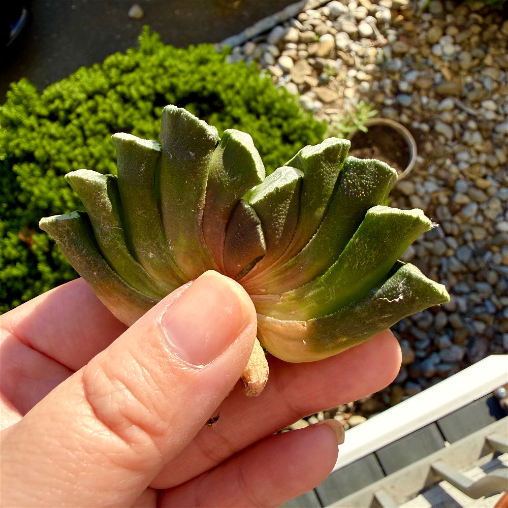 Haworthia Truncata