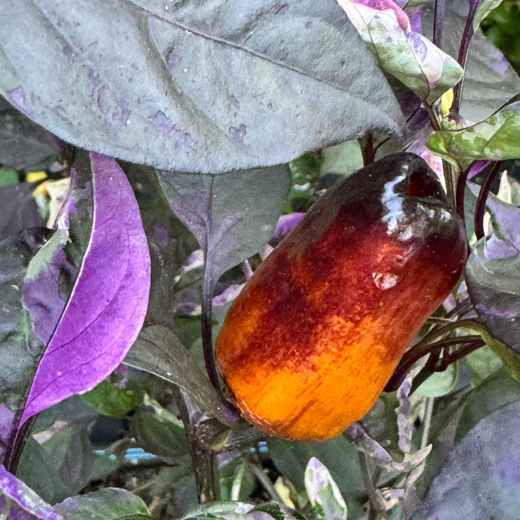 Cibola - Seeds
