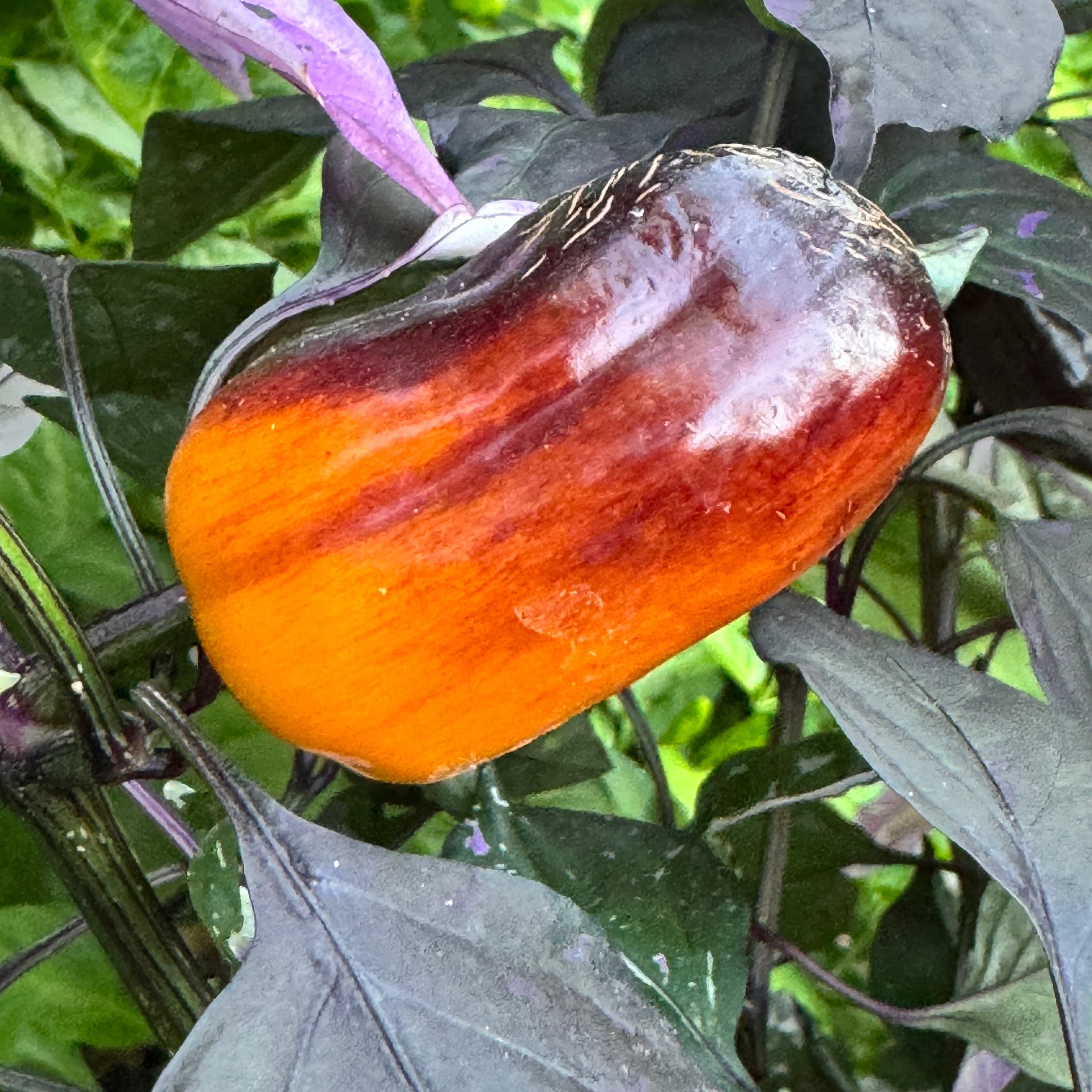 Cibola - Seeds