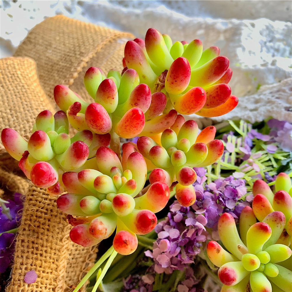 Jelly Beans Plant - Sedum Pachyphyllum Clustered - 2"-2.5" Multi-stemmed Succulent