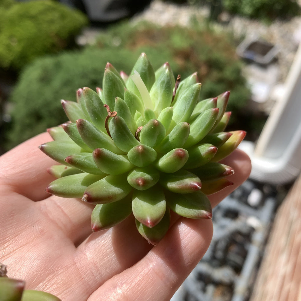 Echeveria 'Oracrium' - Single Diameter Approx. 2"-2.5"