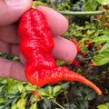 Faddas Poison Tail Red - Seeds