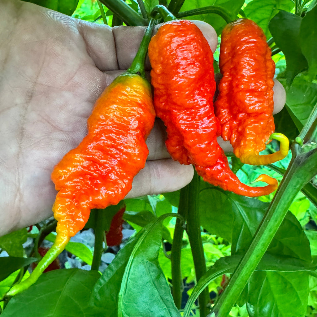 Faddas Poison Tail Red - Seeds