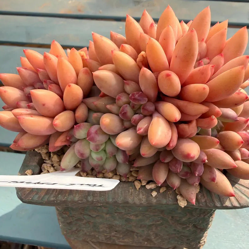 Rare 2.5-year-old succulent | Echeveria 'Pink Cherry' Gen 2 | 4.7-inch Boutique succulent No. EDY088-0006