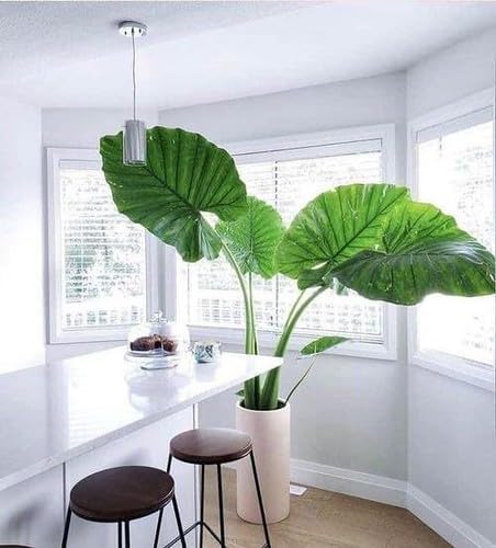Elephant Ear Plant Potting Mix - Premium Quality Blend for Strong Root Development and Resilient Plants - 4 Quart