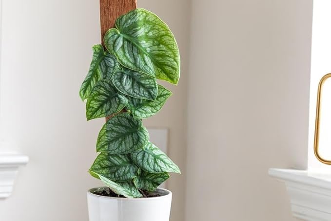 Monstera Dubia Soil Mix - Promotes Healthy Root Growth and Moisture Retention - 2 Quart